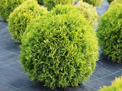 Thuja occidentalis 'Dawid' ®