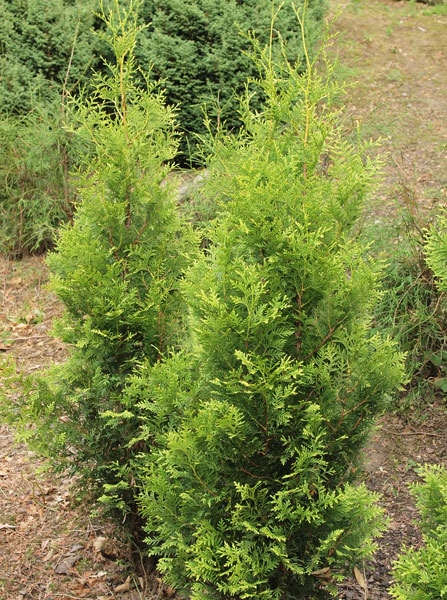 Thuja occidentalis 'Hetty' 