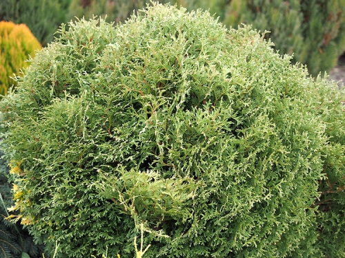 Thuja occidentalis 'Hoseri' 