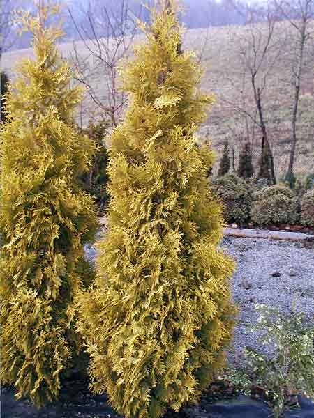 Thuja occidentalis 'Malonyana Aurea' 