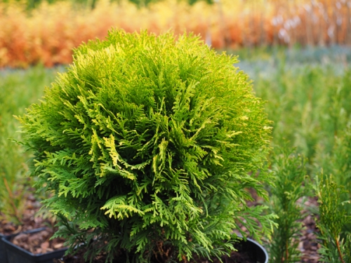 Thuja occidentalis 'Mirjam' ®