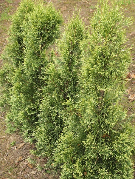 Thuja occidentalis 'Smaragd Light' 