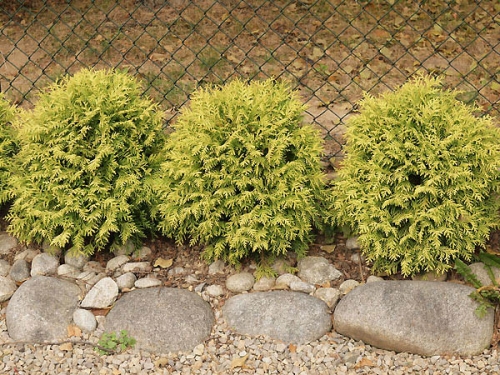 Thuja occidentalis 'Yellow Globe' 