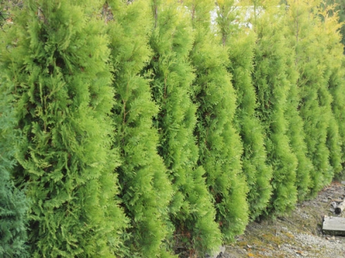Thuja occidentalis 'Yellow Ribbon' 