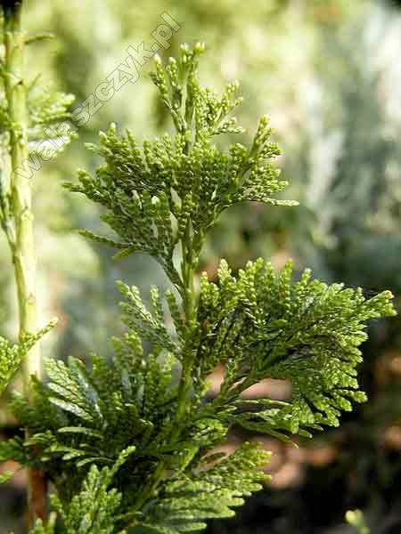 Thuja plicata 'Can-Can' 