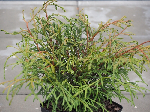 Thuja plicata 'Kager's Beauty' 