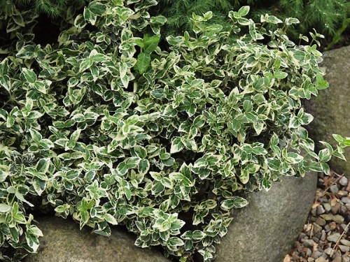 Euonymus fortunei 'Emerald Gaiety'