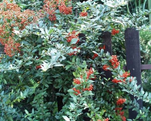 Pyracantha coccinea 'Orange Glow' 