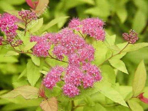 Spiraea japonica 'Golden Princess' 