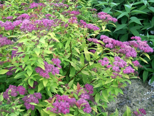 Spiraea japonica 'Goldflame' 