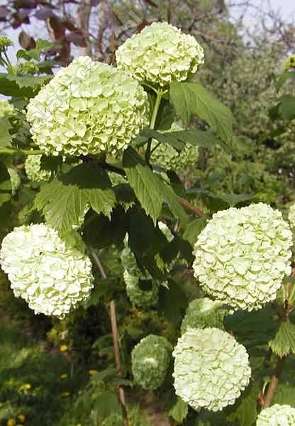 Viburnum opulus L. 'Roseum' 