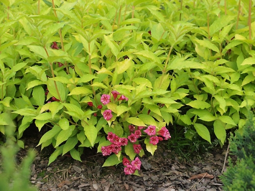 Weigela florida 'Golden Jeans' 