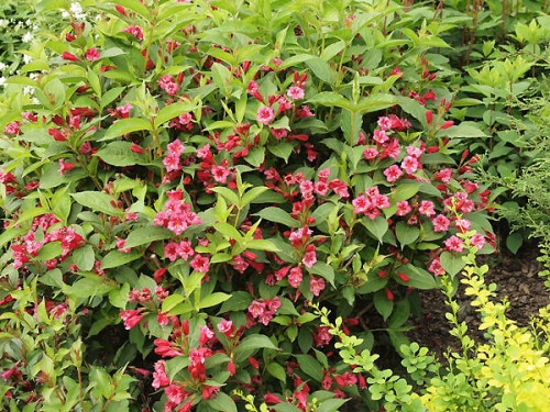 Weigela florida 'Bristol Ruby' 