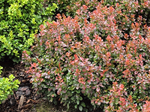 Berberis thunbergii 'Bagatelle' 