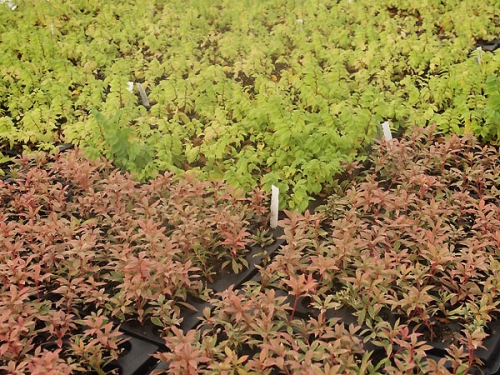 Ukorzeniony Pieris i Ulmus