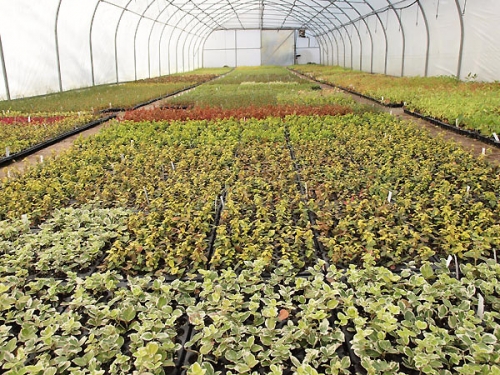 Ukorzeniane sadzonki liściaste