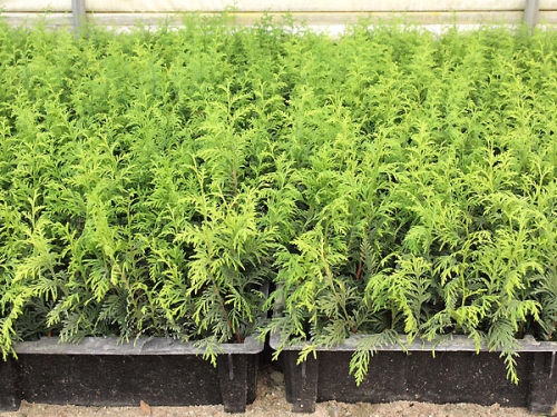 Ukorzeniane sadzonki iglaków