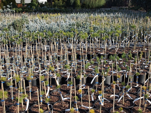 Szczepiony materiał iglasty