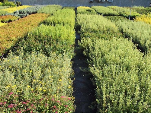 Dorosły materiał liściasty