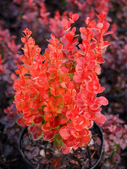 Berberis thunbergii 'Vulcano' (Volcano)®