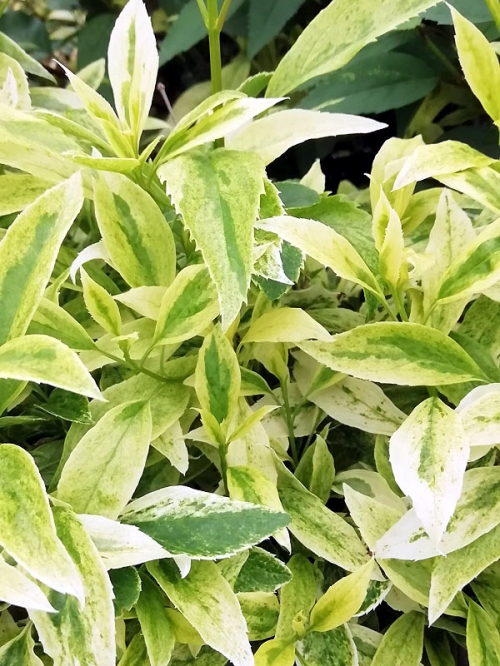 Forsythia x intermedia 'Lednogóra' 