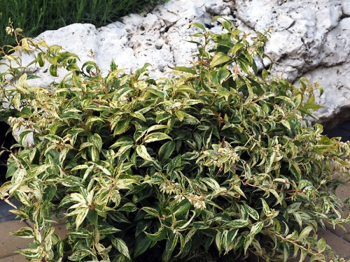 Leucothoe fontanesiana 'Makijaż'ᴾᴮᴿ