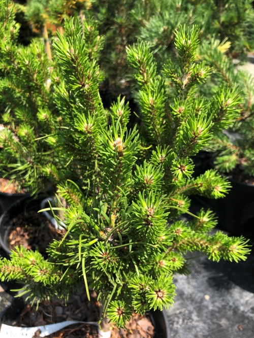 Pinus contorta x banksiana