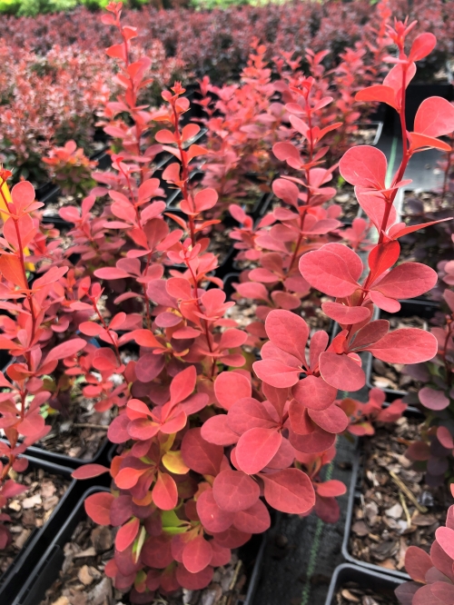 Berberis thunbergii 'Orange Pillar'
