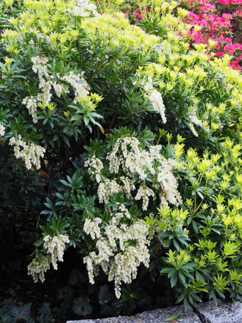 Pieris japonica 'Fuga' 