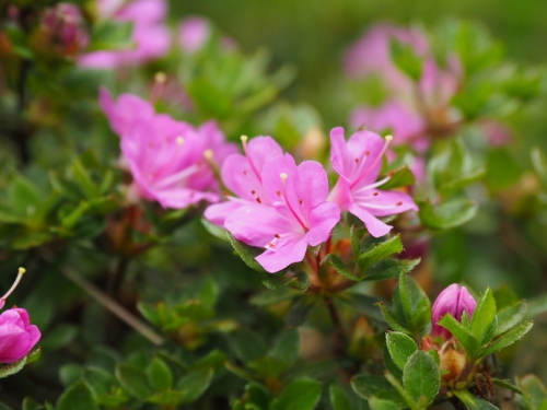 Azalea japonica Kiusianum