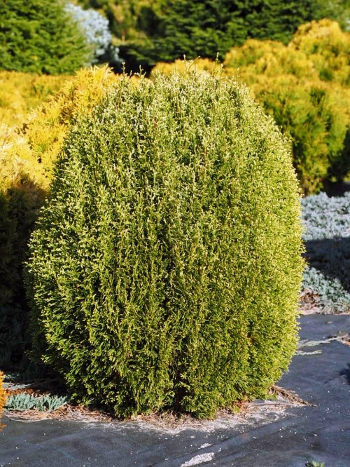 Thuja occidentalis 'Smaragd Krystyna'